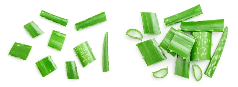 نقش آلوئه ورا در درمان بواسیر؛ بررسی علمی خواص و کاربردها