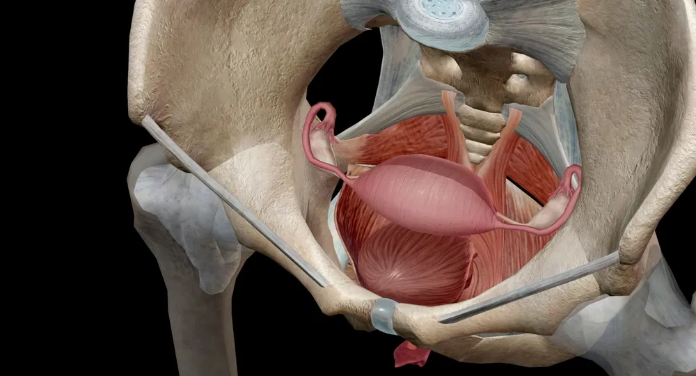 سندرم لواتور آنی؛ شناخت اسپاسم عضلات کف لگن و علائم آن