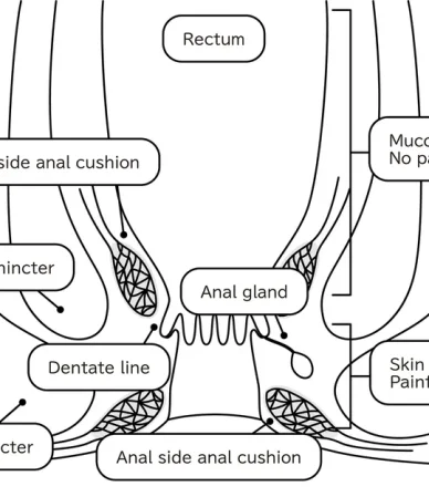 مقعد: بررسی کامل ساختار و بافت‌های تشکیل‌دهنده