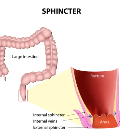 ماهیچه اسفنکتر مقعد و نقش آن در کنترل دفع